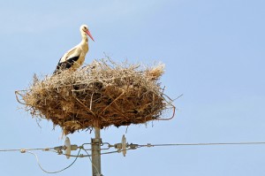 communicating with a stork